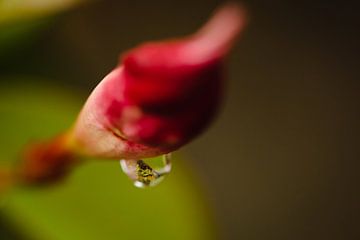 Waterdruppel op bloem van Jantina Mulder