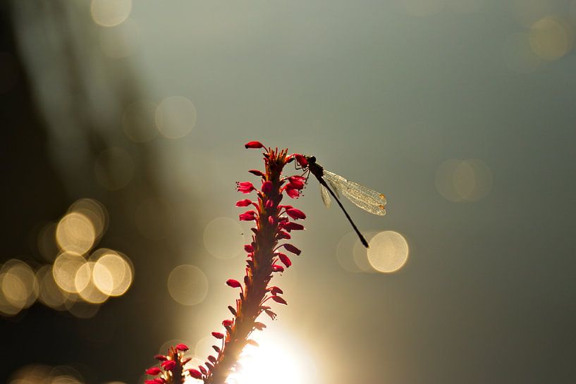 Dragonfly by dick van niejenhuis