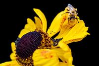 Une abeille à pied plumée sur une fleur jaune