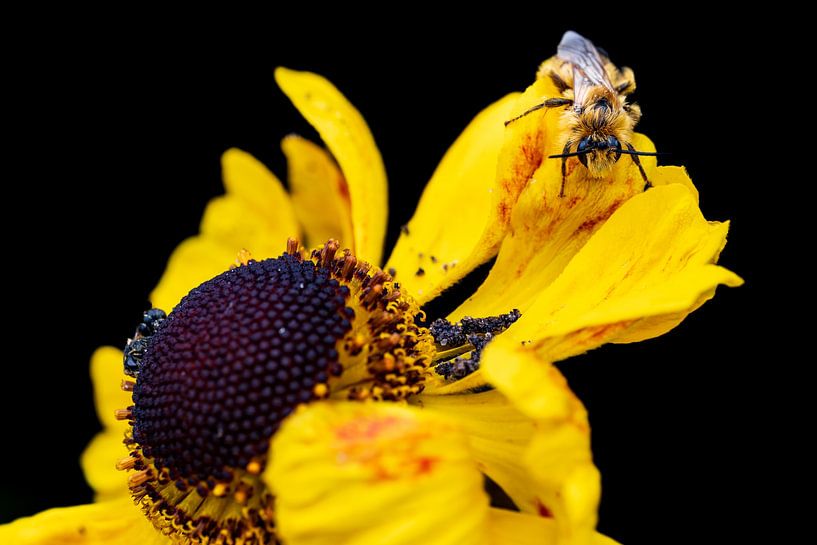 Une abeille à pied plumée sur une fleur jaune par Dennis Venema