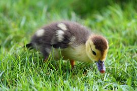 litlle duck by ahmed bidani