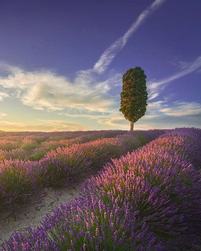 Lavendelveld en cipresboom bij zonsondergang in Toscane