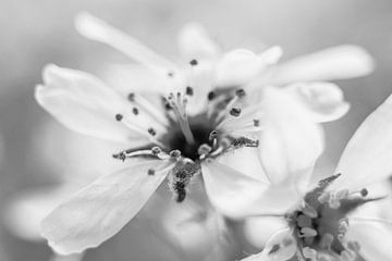 Witte bloem