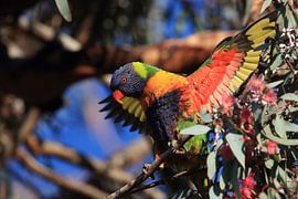 Regenbooglori, in de natuurlijke habitat, Queensland, Australië