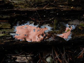 Loodgrijs netplaatje