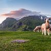 Schafe im Licht der Mitternachtssonne auf den Lofoten, Norwegen. von Sauerland-Fotos by Robin Deimel