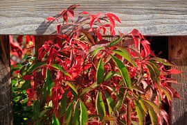 Autumn Season by Thomas Jäger