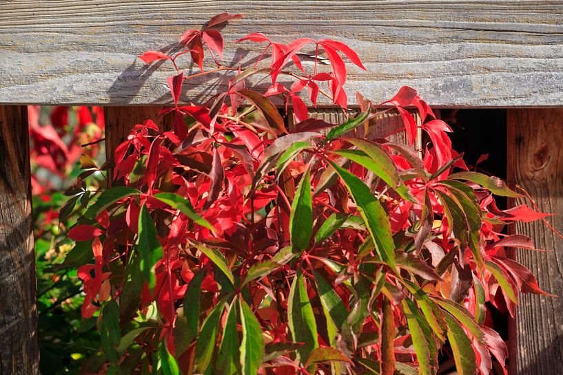 Autumn Season by Thomas Jäger