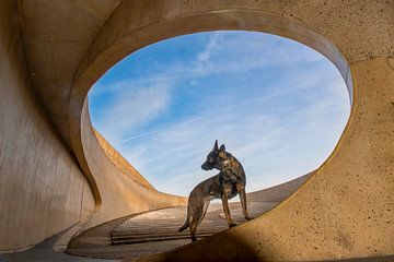 Where art meets K9 by K9CARDI