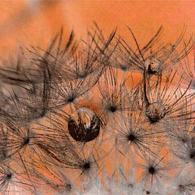 Paardenbloem Oranje Macrofotografie Paardenbloem van Deern vun Diek