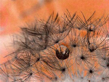 Pissenlit orange Macro photographie Dandelion sur Deern vun Diek