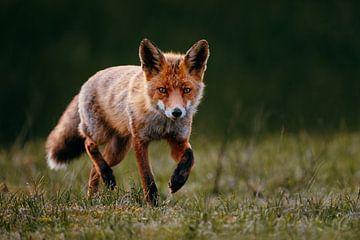 Mystieke Vos in het Groene Gras van Dave Adriaanse