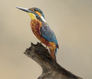 Eisvogel auf Baumstamm