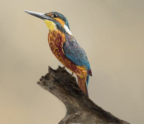 Martin-pêcheur sur un tronc d'arbre