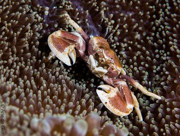 A porcelain crab in an anemone by Arie Arie de Gier