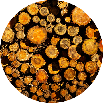 Een stapel omgehakte boomstammen belicht door de zon.