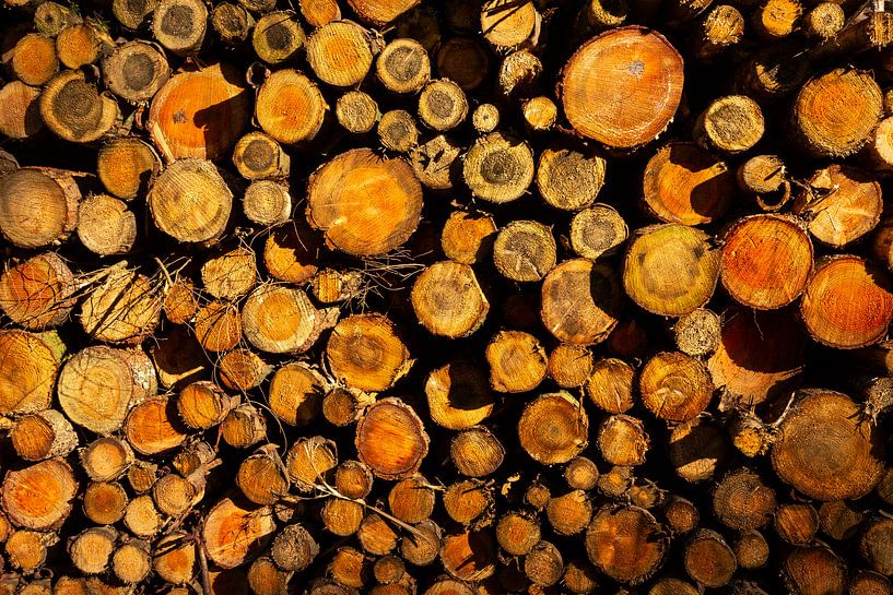 A pile of chopped tree trunks exposed by the sun. by Bart van Dam