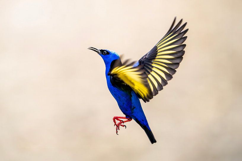 Les ailes de la couleur Oiseau exotique en vol par Femke Ketelaar