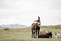 Cute, cheerful Donkey in the Dolomites of Italy