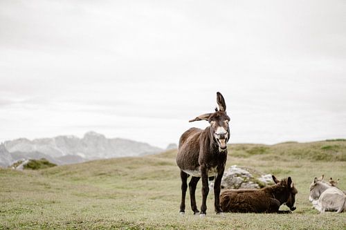 Un âne mignon et joyeux dans les Dolomites italiennes