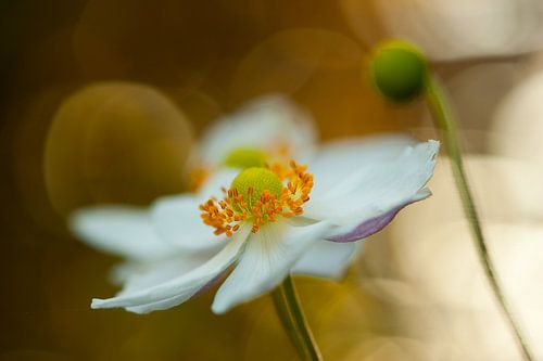 Annemone dancing in light