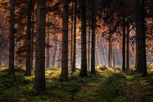 Forêt d'automne avec des harpes de soleil sur Peter Bolman