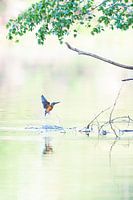 IJsvogel in zacht ochtendlicht