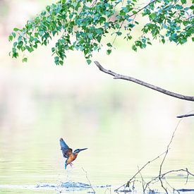 Kingfisher in soft morning light by Jeroen Arts