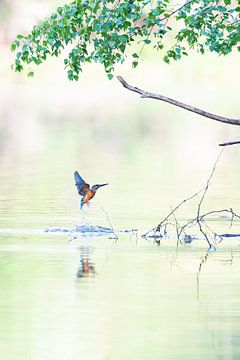 Kingfisher in soft morning light by Jeroen Arts