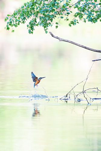 Kingfisher in soft morning light