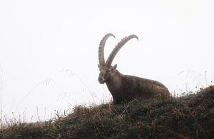 Capricorne dans le brouillard | Suisse | faune | photographie de voyage