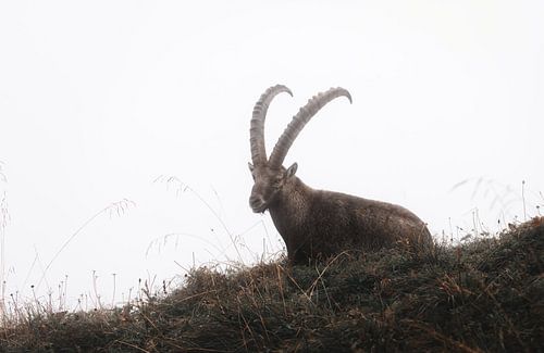Ibex in the fog | Switzerland | wildlife | travel photography by Laura Dijkslag