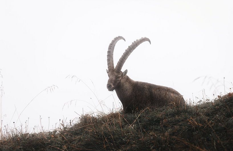 Ibex in the fog | Switzerland | wildlife | travel photography by Laura Dijkslag
