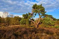Naaldboom op de Veluwe
