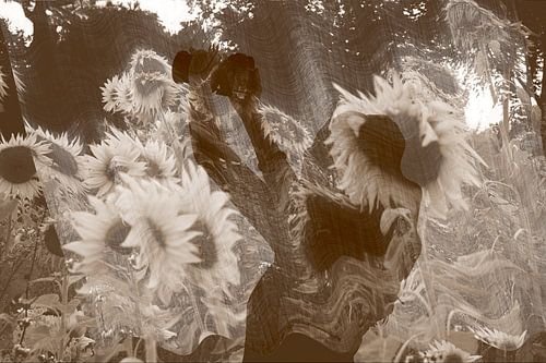 Blumen der Sonne von True Color Stories