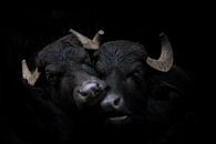 Two water buffaloes on black by Janine Bekker Photography thumbnail