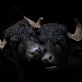 Zwei Wasserbüffel auf Schwarz von Janine Bekker Photography
