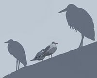 Möwe und Reiher Abstrakt