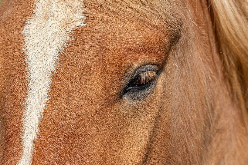 Paard uit IJsland van Thomas Heitz