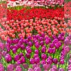 Les tulipes de Keukenhof - le plus beau parc printanier du monde sur Franz Walter