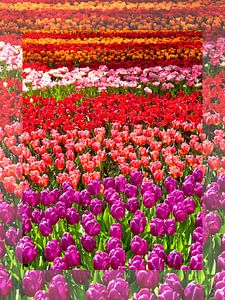 Tulpen im Keukenhof - der schönste Frühlingspark der Welt