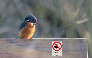 Eisvogel darf nicht fischen von Lies Bakker