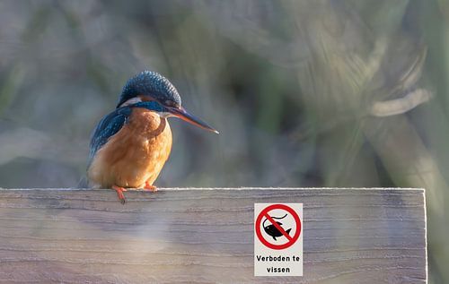 IJsvogel die niet mag vissen