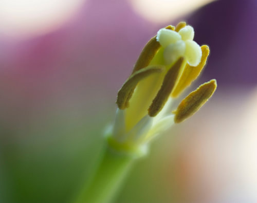 Tulp stampertjes