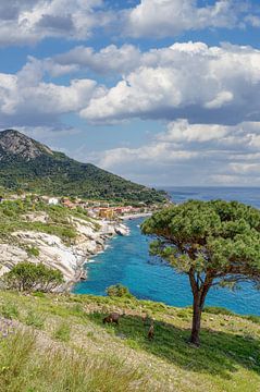 Blick auf den Ort Pomonte,Insel Elba