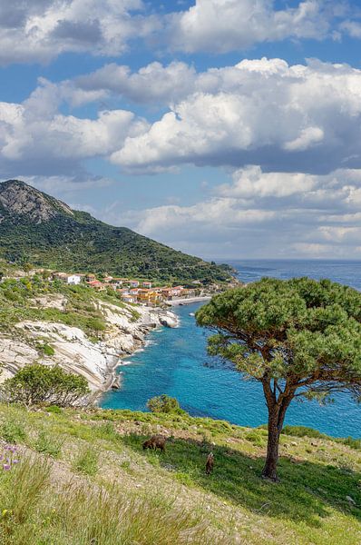 Blick auf den Ort Pomonte,Insel Elba von Peter Eckert
