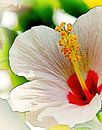 White Hibiscus van Eduard Lamping thumbnail