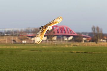 Vliegende Kerkuil bij Hattemse spoorbrug