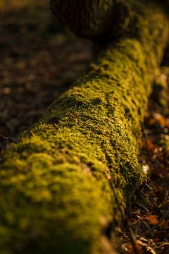 Tree trunk with moss by Patrick Rosenthal