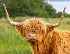 Schotse Hooglander 1/8 van Adelheid Smitt